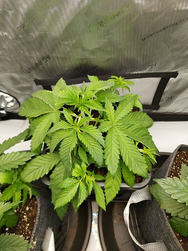 Growreport Bild 1
