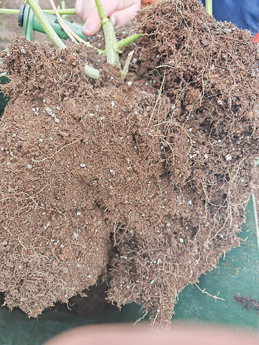 Growreport Bild 2