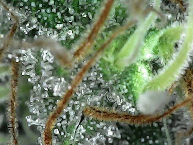 Growreport Bild 5