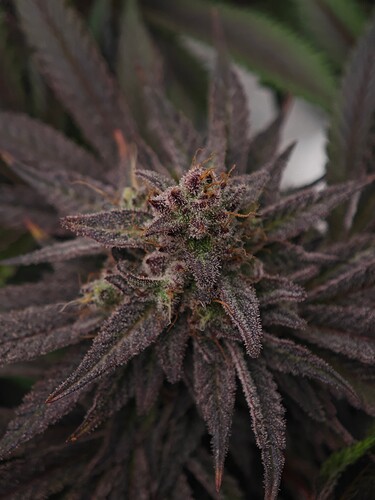Growreport Bild 18