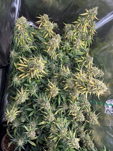 Growreport Bild 4