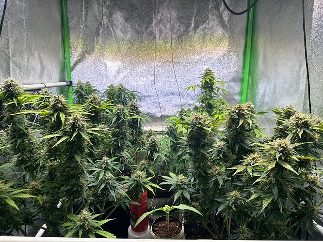 Growreport Bild 27