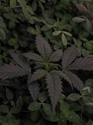 Growreport Bild 10