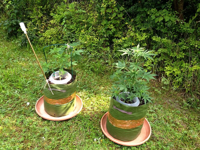 Growreport Bild 13