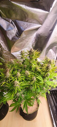 Growreport Bild 13