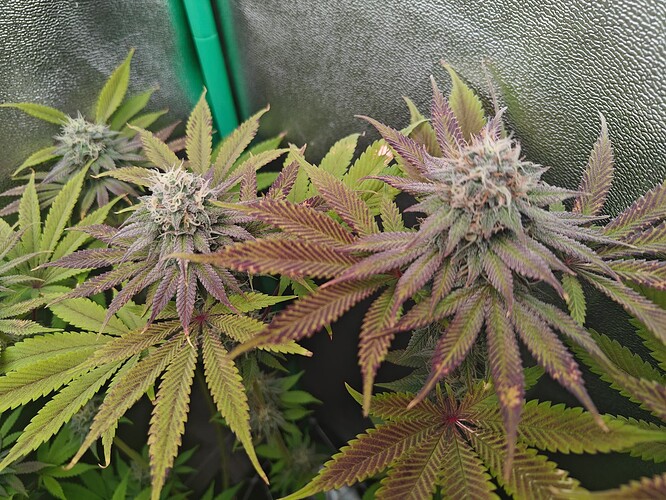 Growreport Bild 6