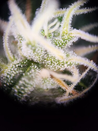 Growreport Bild 9