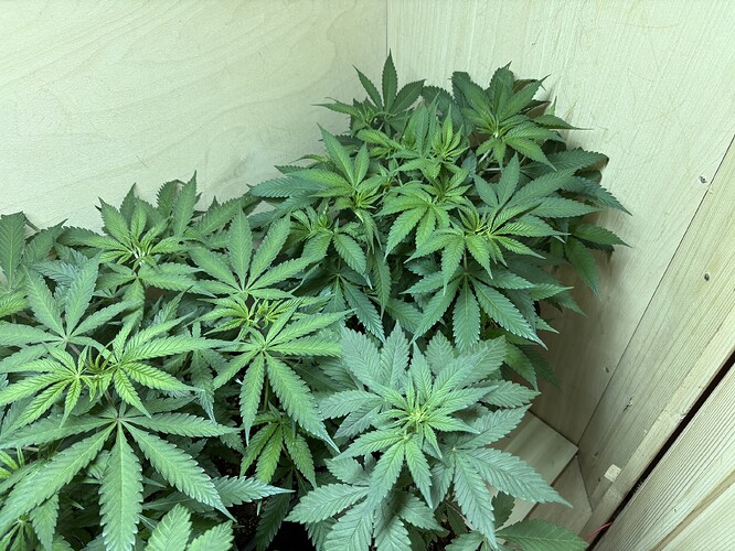 Growreport Bild 3