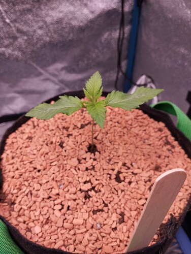 IMG_20241127_182654 - Kopie