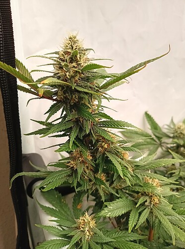 Growreport Bild 35