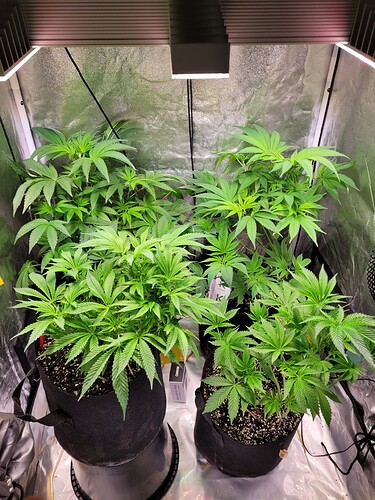 Growreport Bild 6