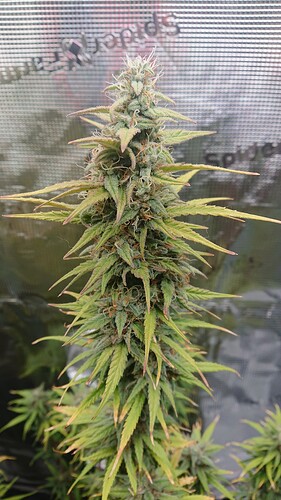Growreport Bild 16