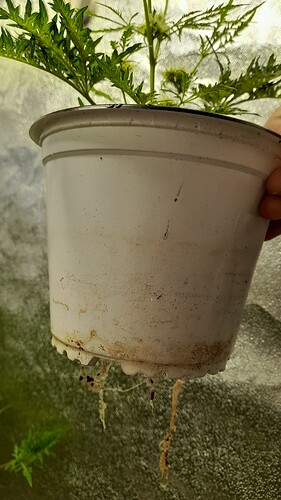 Growreport Bild 5