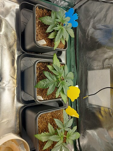 Growreport Bild 6