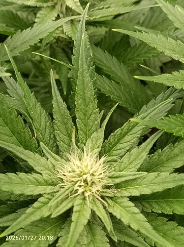 Growreport Bild 9