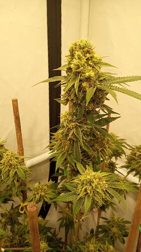 Growreport Bild 39