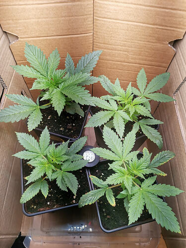 Lucky Hemp LT15
