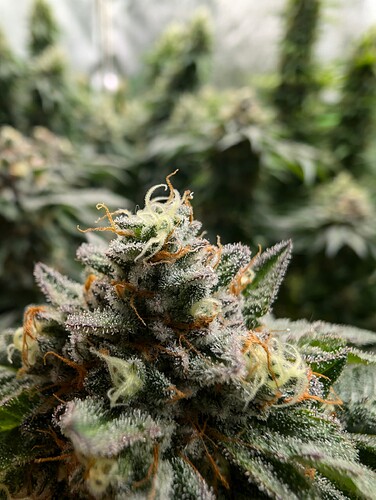Growreport Bild 6