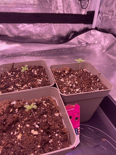 Growreport Bild 3