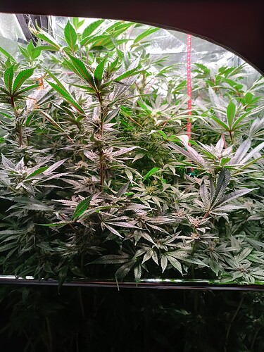 Growreport Bild 4
