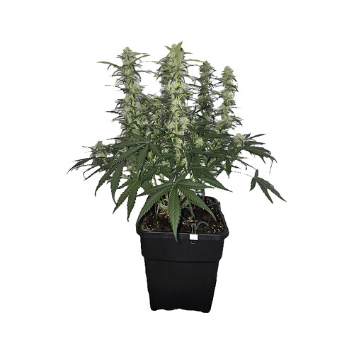 Growreport Bild 8
