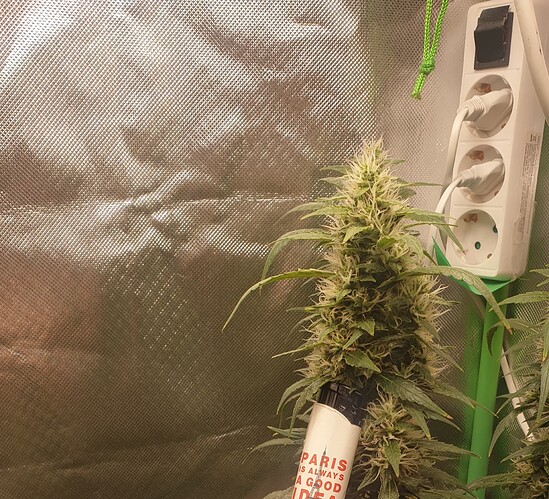 Growreport Bild 2