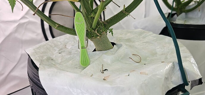 Growreport Bild 7
