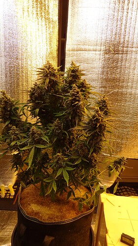 Growreport Bild 1