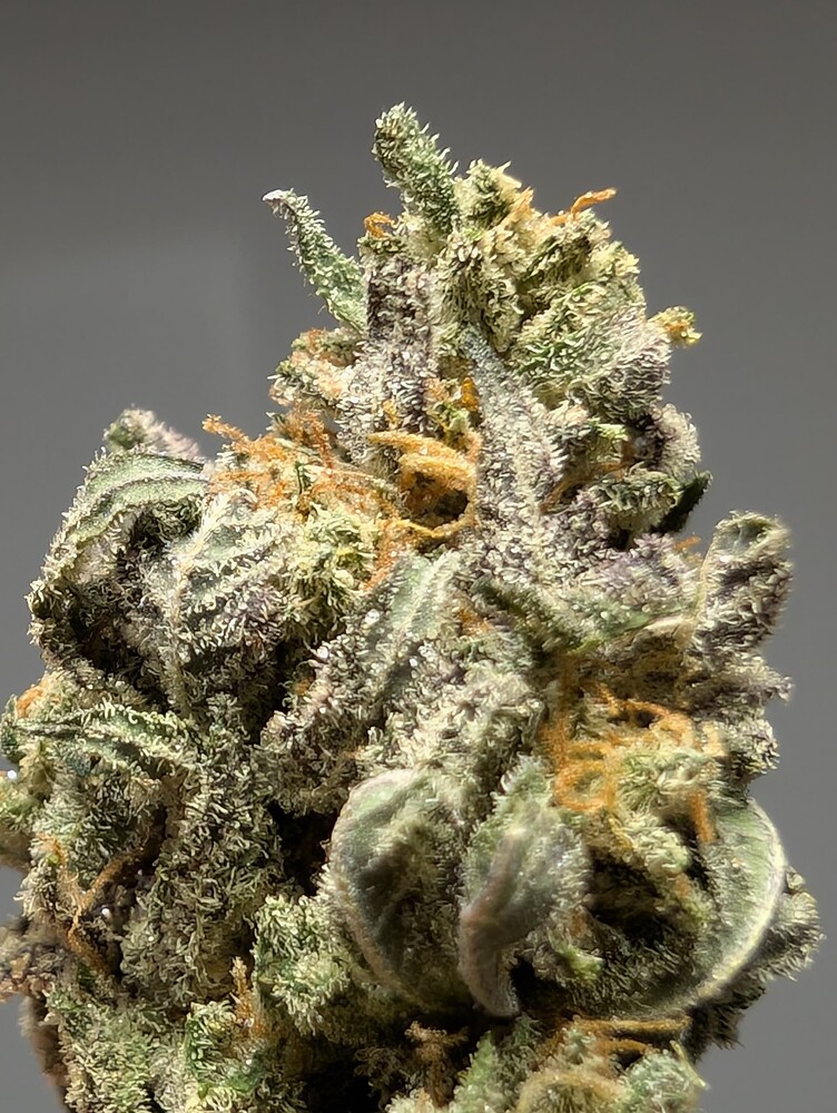 Möter's GanjaFarmer Grow (Kush Mints, Slurricane, Biscotti)