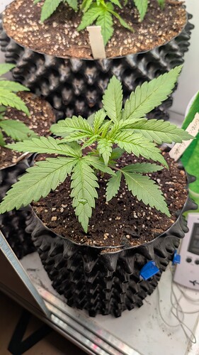 PXL_20250402_061610689.MP