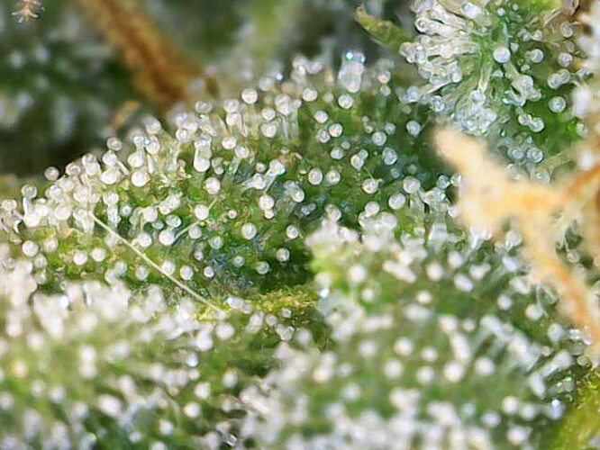 Growreport Bild 2