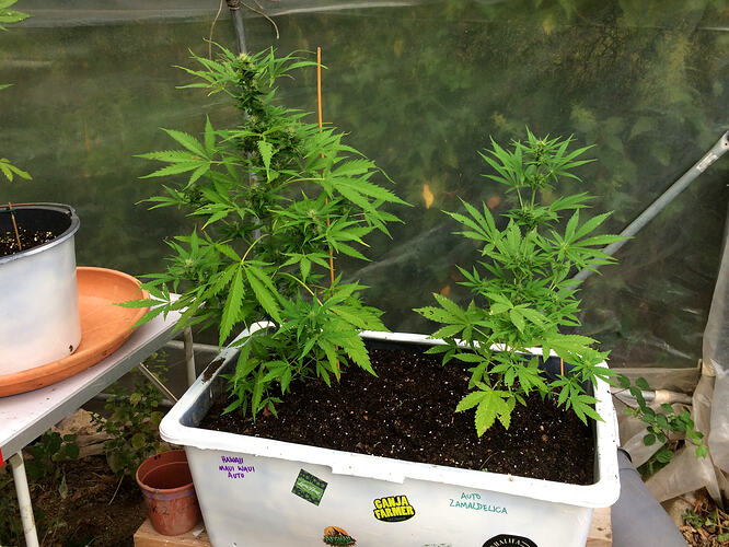 Grow26_0829_11