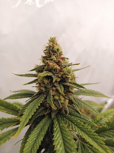 Growreport Bild 13