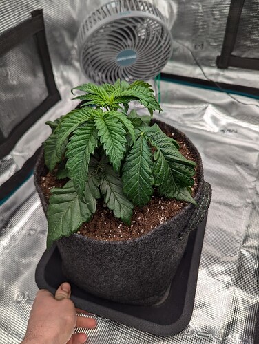 PXL_20241114_182419308