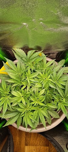 Growreport Bild 1