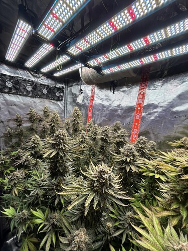 Ein Growzelt voller blühender Cannabis-Pflanzen kurz vor der Ernte unter LED-Beleuchtung.
