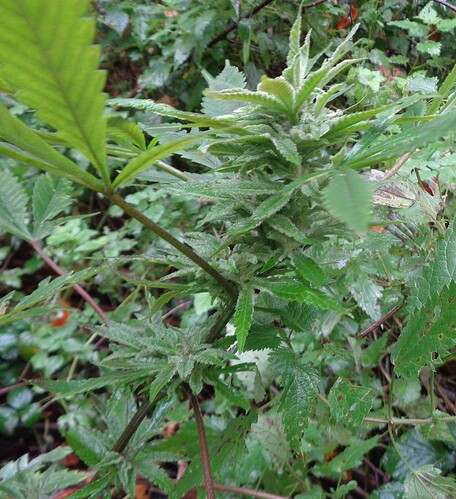 Afghan Kush 2