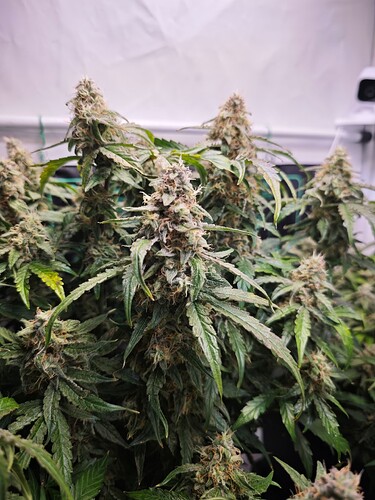 MVIMG_20251120_205213