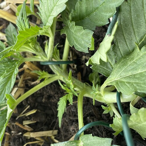 Growreport Bild 15