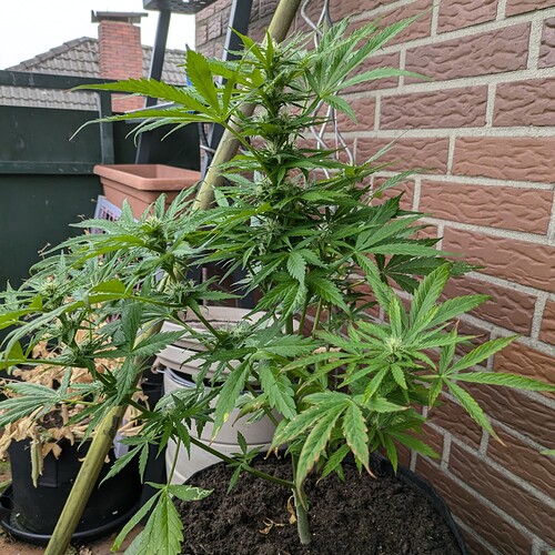 PXL_20240703_110005625