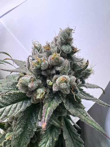 Growreport Bild 39