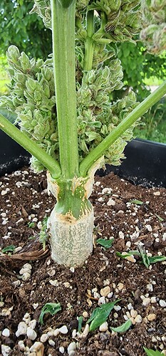 Growreport Bild 58