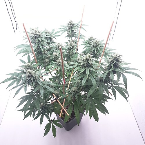 Growreport Bild 15