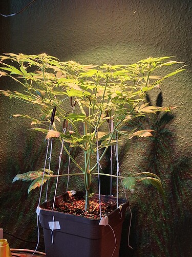 Growreport Bild 2