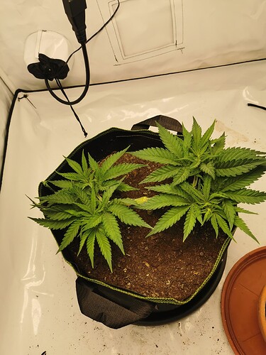 Growreport Bild 8