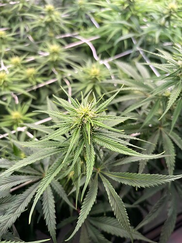 Growreport Bild 9
