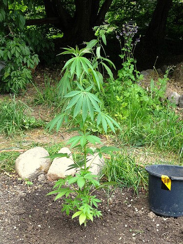 Grow25_0524_12