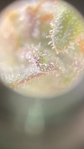 IMG_20240306_213243