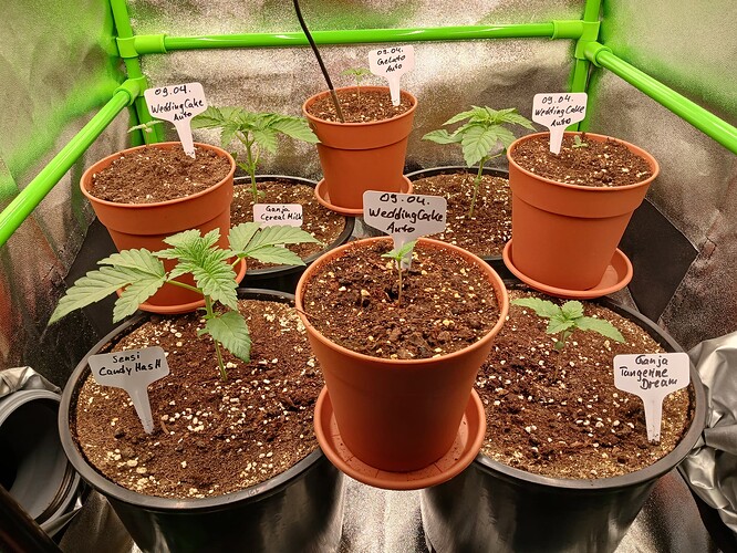 Growreport Bild 3