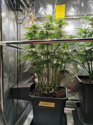 Mix grow BT32 (4)